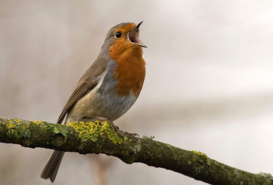 Robin Singing For Spring, Photo by Jan Meeus on Unsplash.