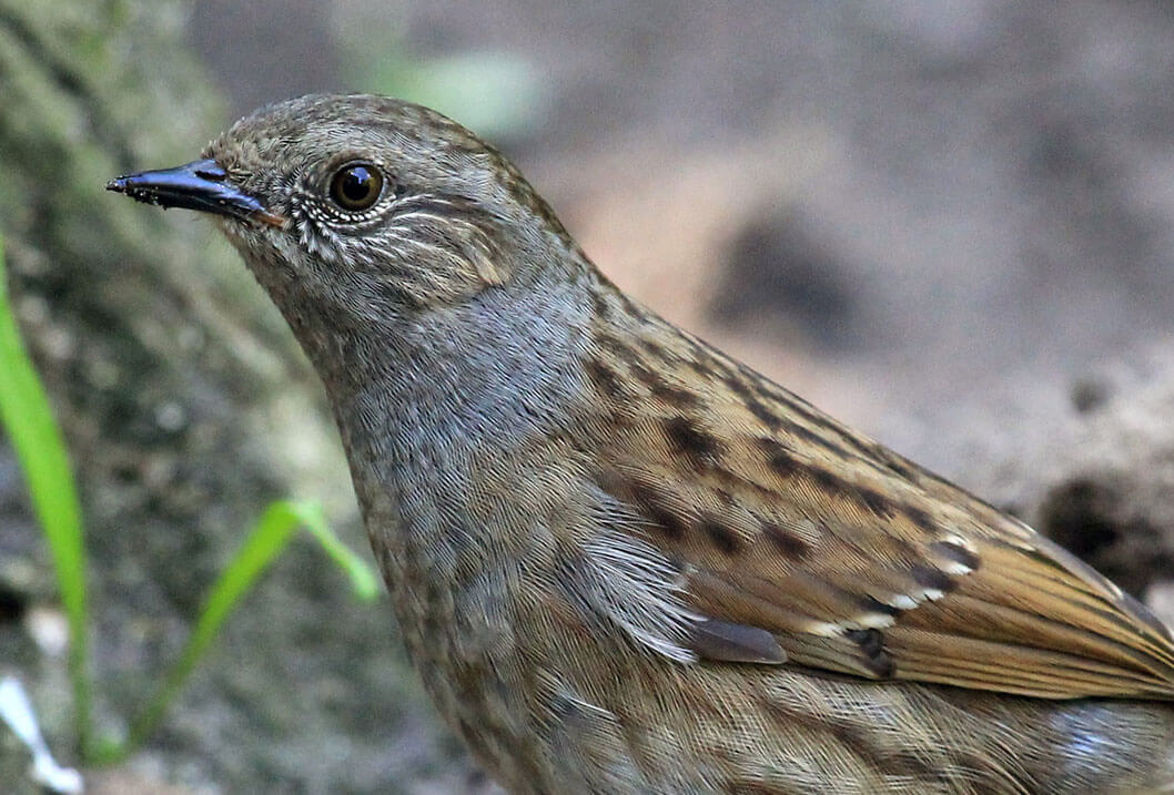 Annemieke Hoozemans, Naturalis Biodiversity Center, License CC BY-NC-ND