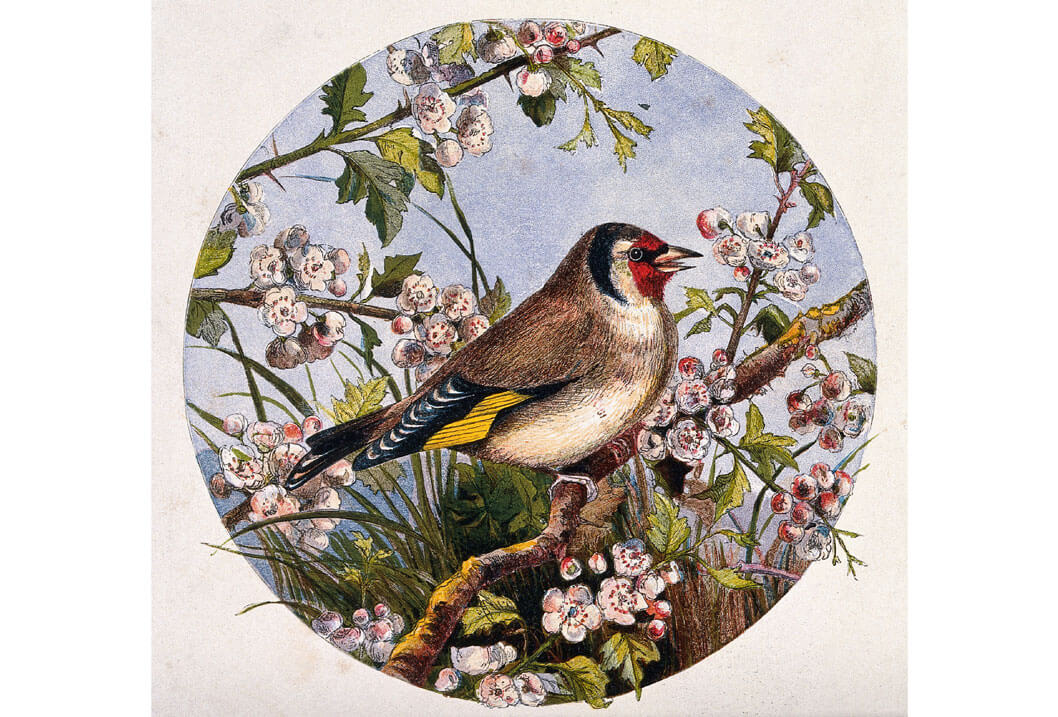 A goldfinch on a branch of cherry blossom, Chromolithograph, Wellcome Collection, License CC.
