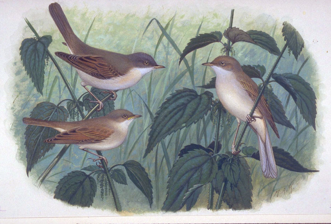 Koekkoek, M.A. (1873-1944), Naturalis Biodiversity Center, License CC0 Public Domain