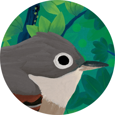 Fauvette grisette - Birdie Memory