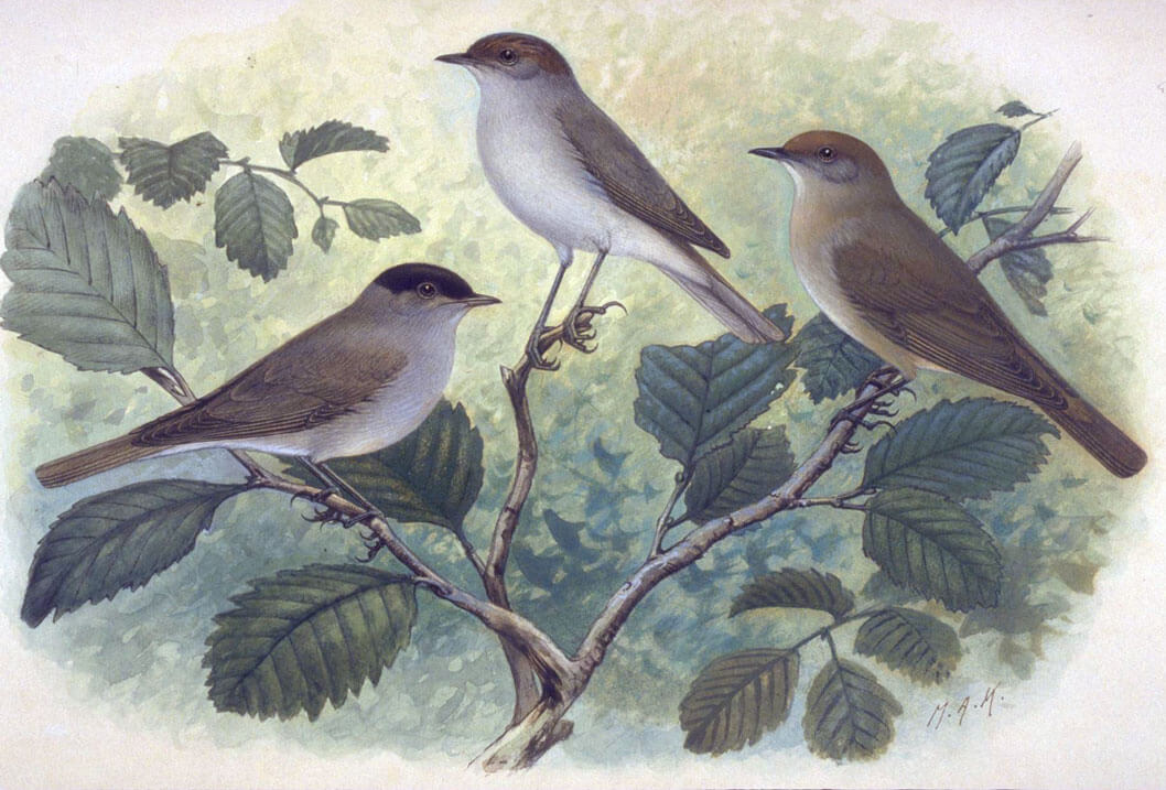 Koekkoek, M.A. (1873-1944), Naturalis Biodiversity Center, License CC0 Public Domain