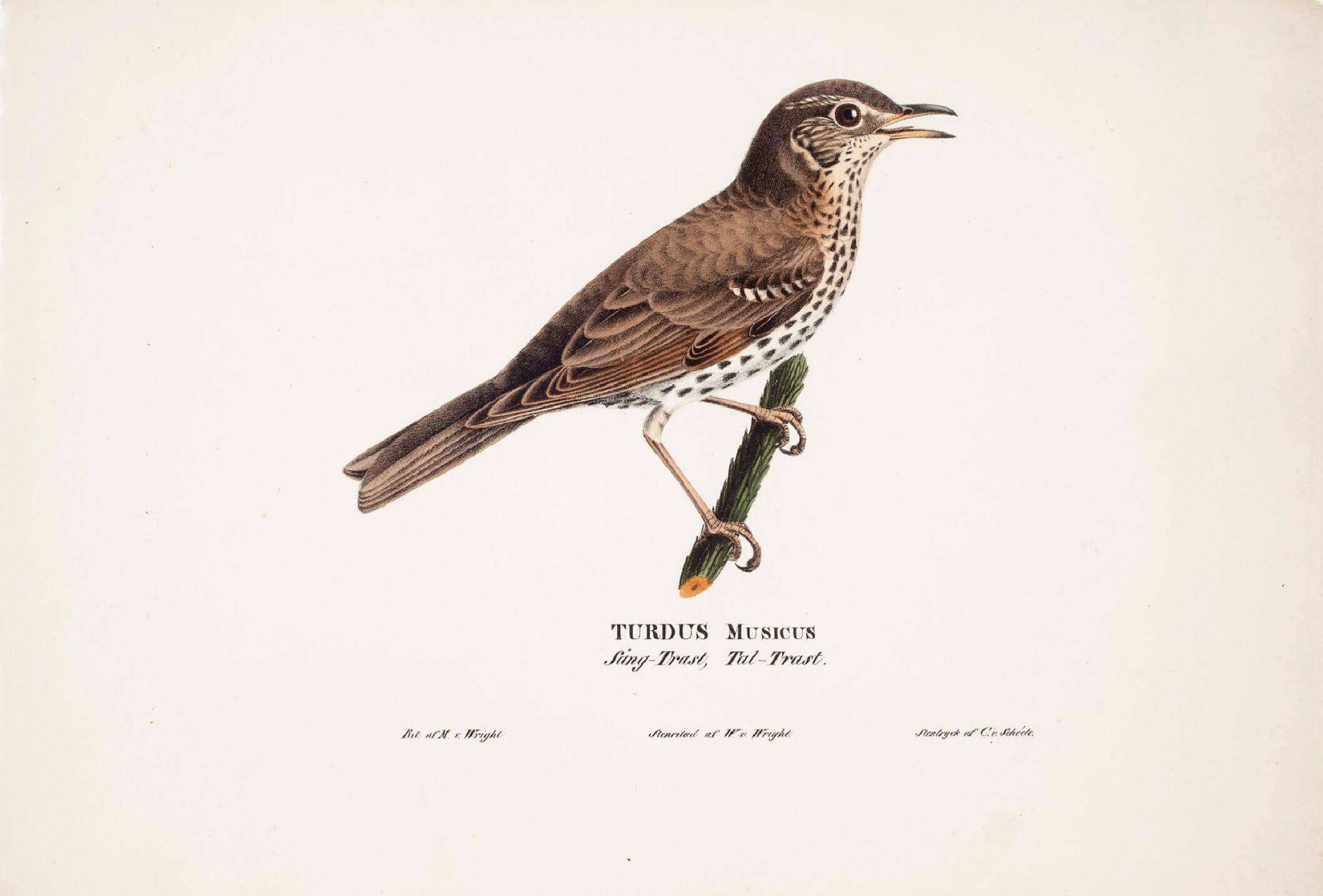 Song Thrush - Birdie Memory