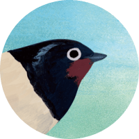 Barn Swallow