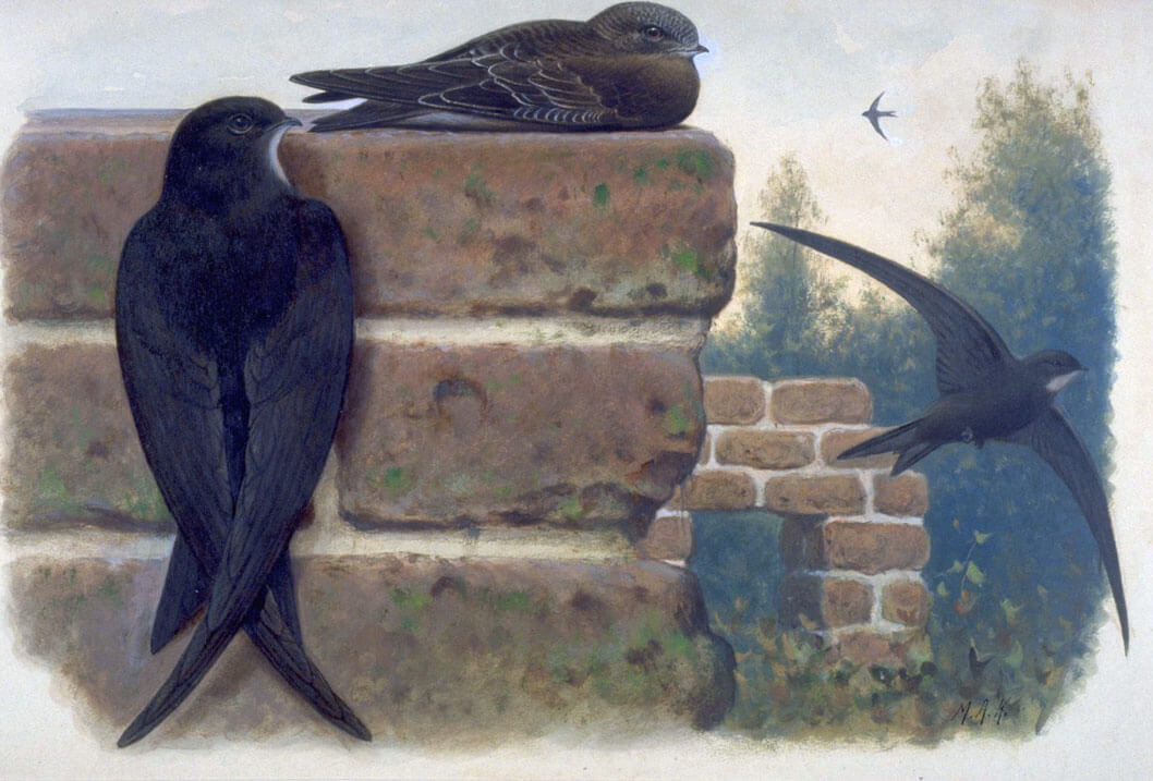 Koekkoek, M.A. (1873-1944), Naturalis Biodiversity Center, License CC0 Public Domain