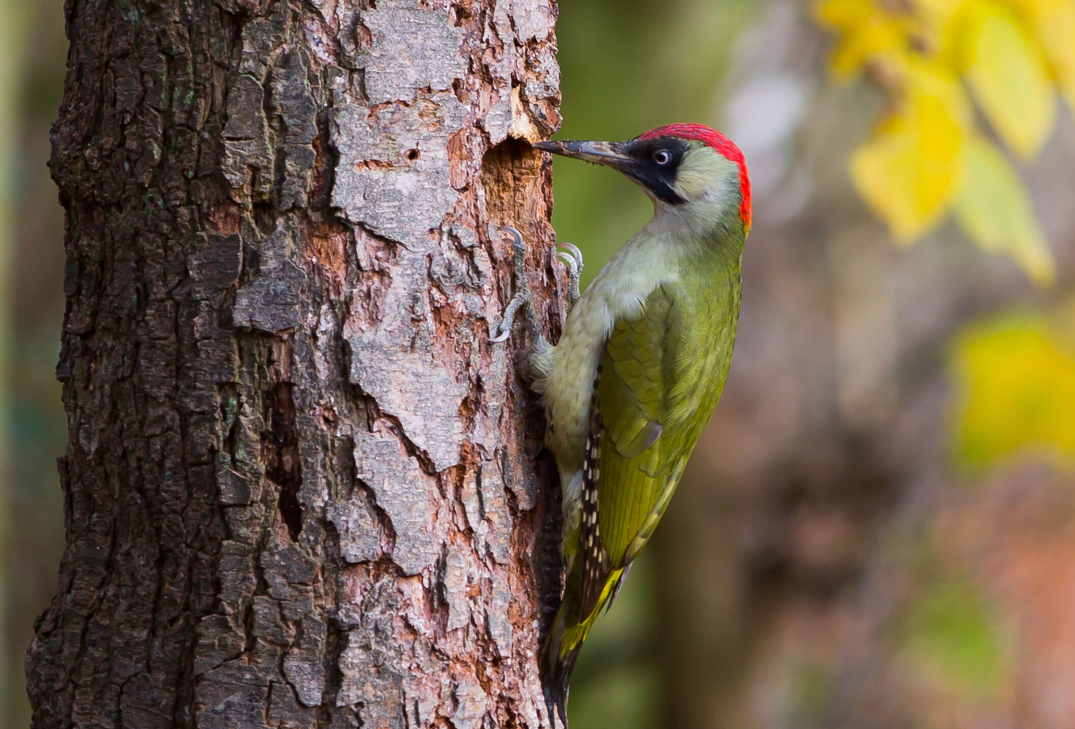 Eurasian Green Woodpecker Birdie Memory
