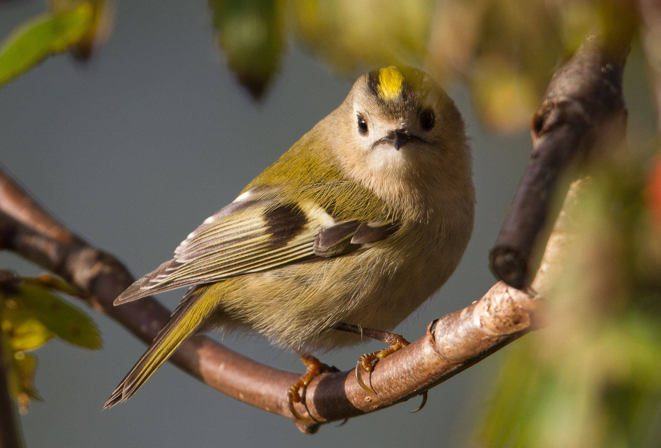 Roitelet Huppé Birdie Memory Apprend à Reconnaître Les
