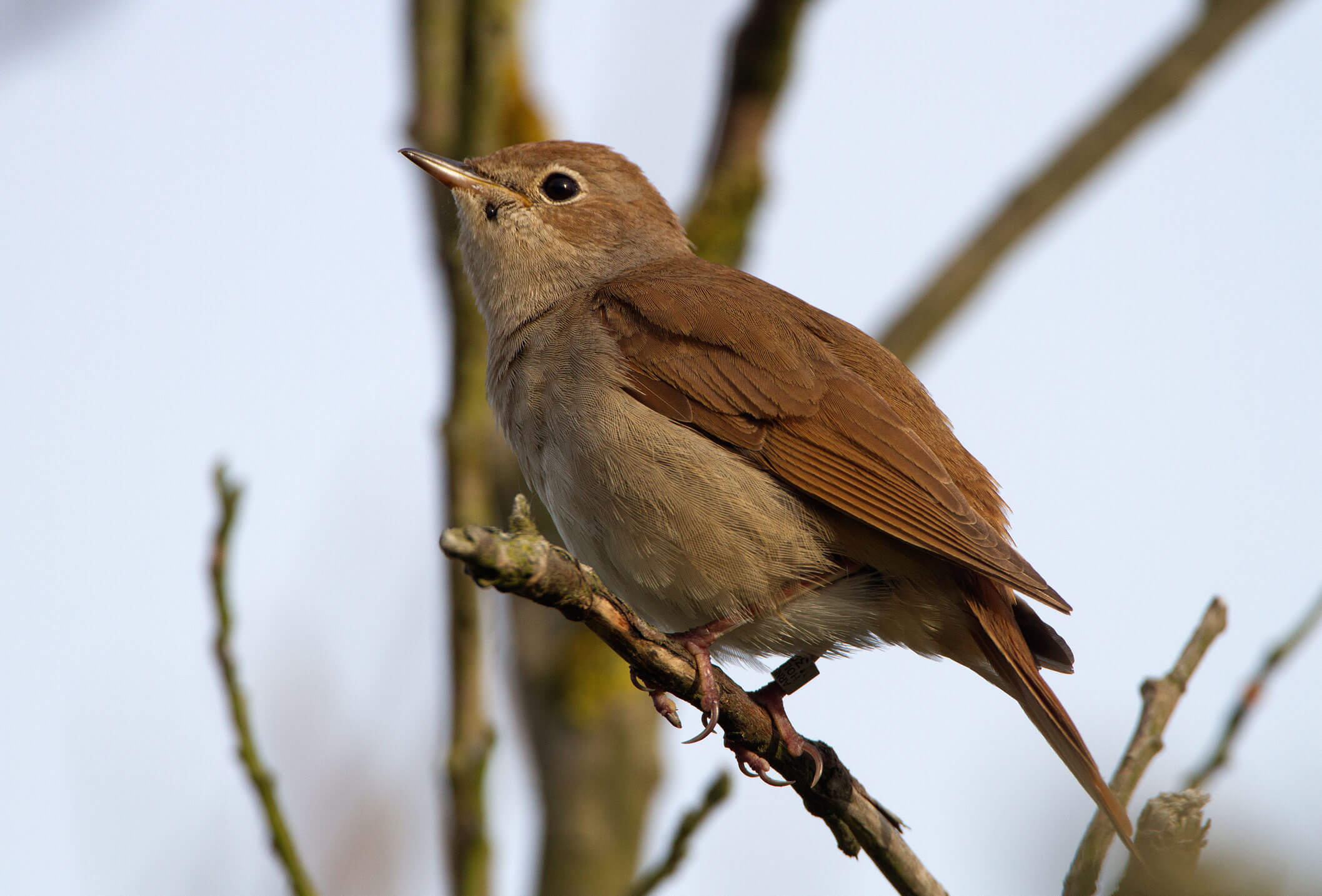 Род произведения песня соловья. Nightingale. Nightingale Bird.