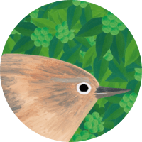 Northern Wren