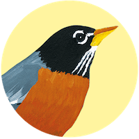 American Robin