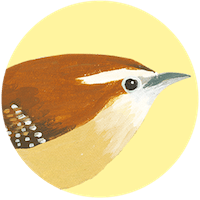 Carolina Wren