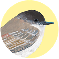 Eastern Phoebe