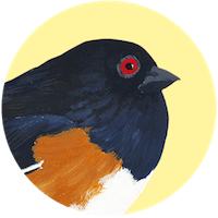 Towhee oriental