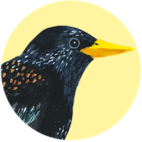 European Starling