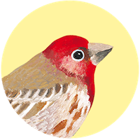 House Finch