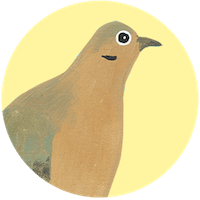 Mourning Dove