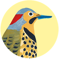 Northern Flicker