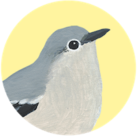 Northern Mockingbird