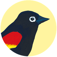 Red Winged Blackbird