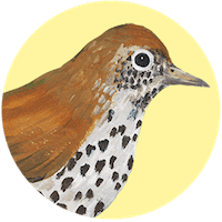 Wood Thrush