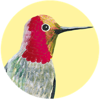 Annas Hummingbird