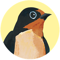 Barn Swallow