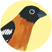 Black Headed Grosbeak