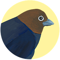 Brown Headed Cowbird