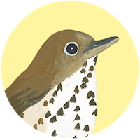 Hermit Thrush