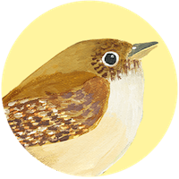 House Wren