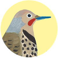 Northern Flicker