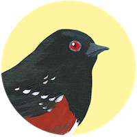 Towhee manchado