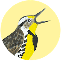 Western Meadowlark