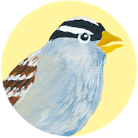 White Crowned Sparrow