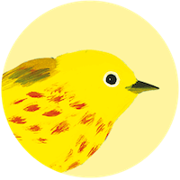 Yellow Warbler