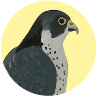 Faucon pèlerin
