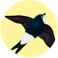 Hirondelle de fenêtre