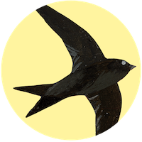 Martinet noir