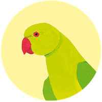 Perruche à collier