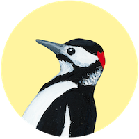 Pic épeiche