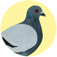 Pigeon biset