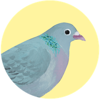 Pigeon colombin