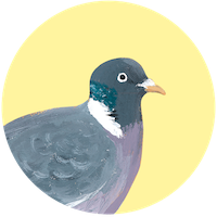 Pigeon ramier