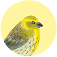 Serin cini